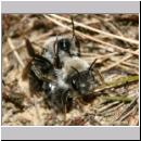 Andrena vaga - Weiden-Sandbiene -07- 06 Paarung.jpg